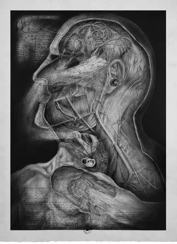 Olfactory Man - Alambfleuric Brains  Drawing made by Peter De Cupere, 2010