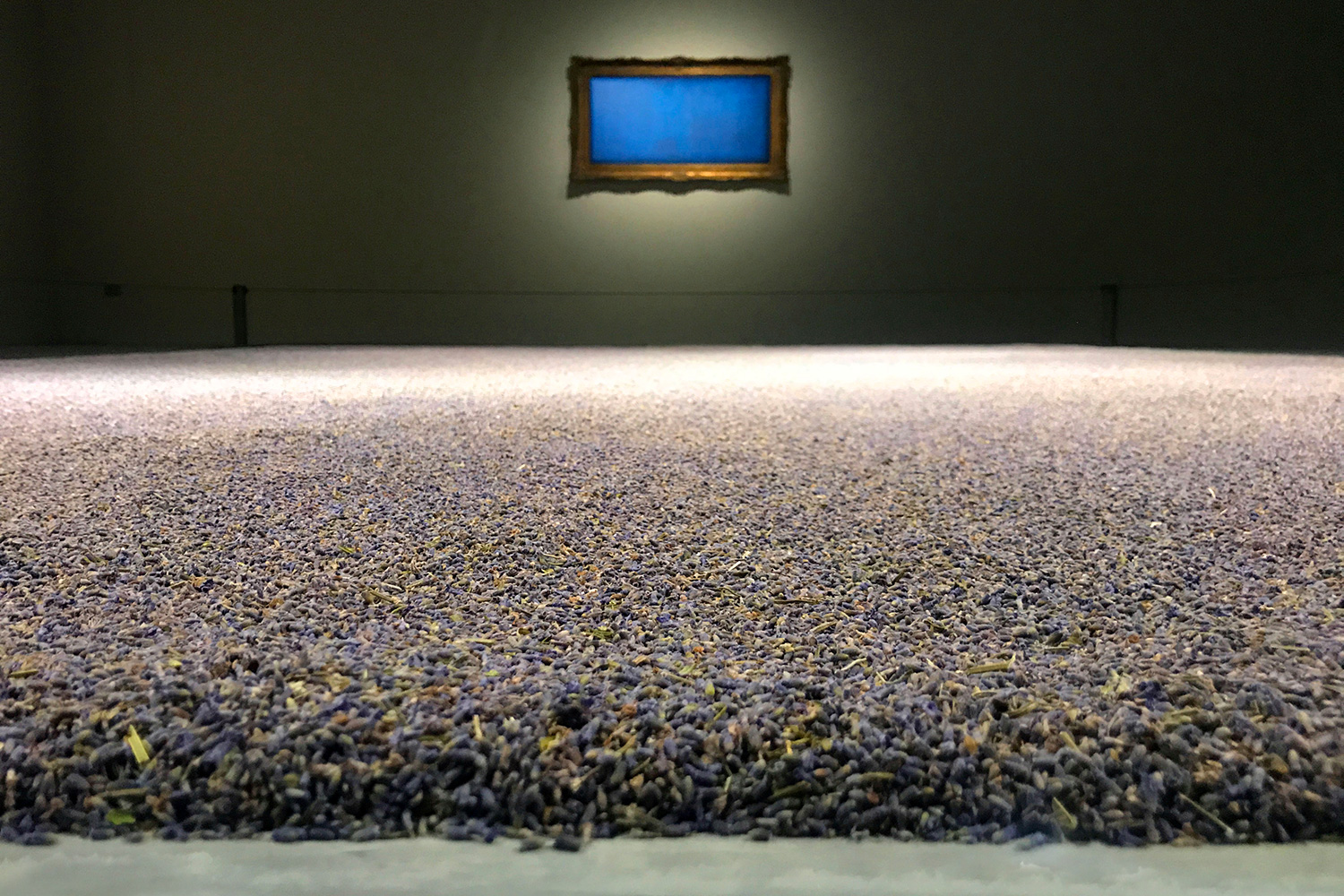 Lavender-Carpet-by-Peter-de-Cupere-2020-02